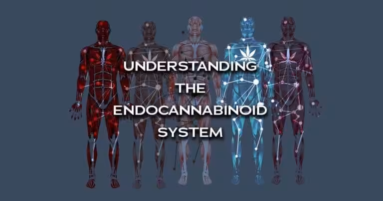 Understanding The Endocannabinoid System