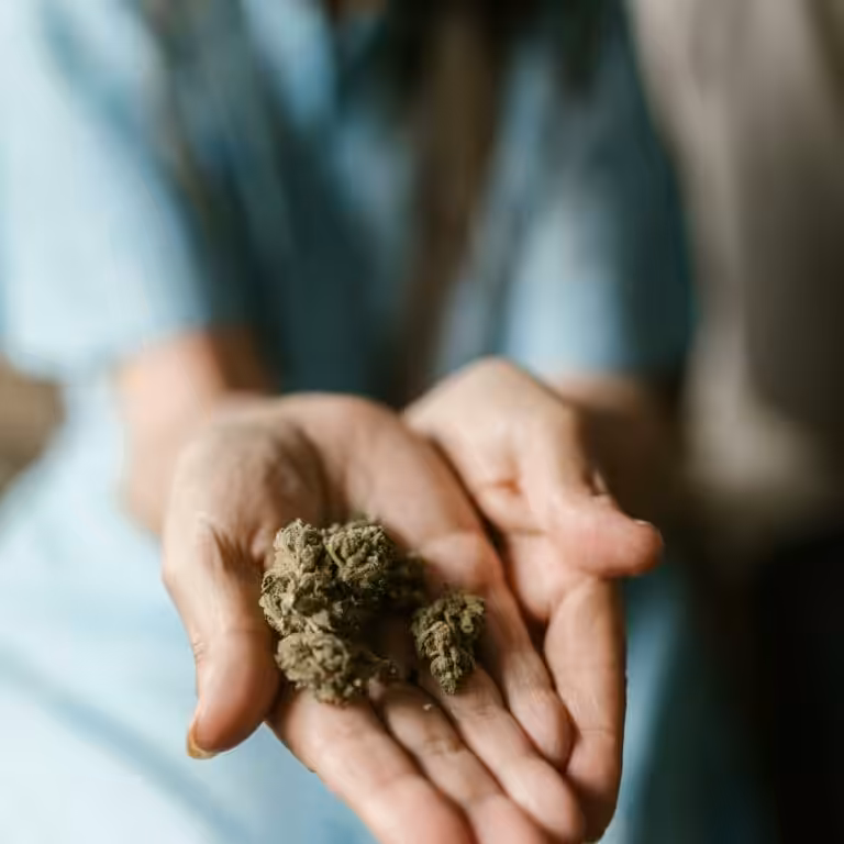 Close Up Photo of Dried Weed on Person's Palms 