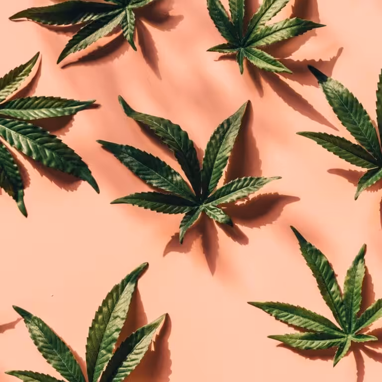 Marijuana Leaves on a Pink Surface
